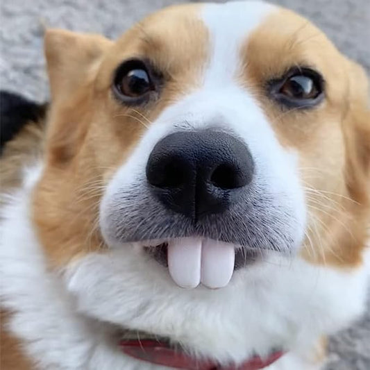 Funny Dog Smile Dentures