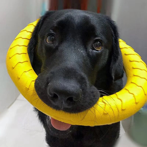 Ultimate Dog Play Ring