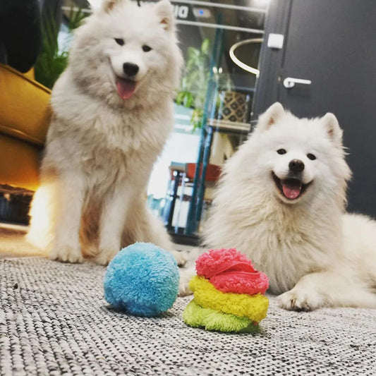 Playful Pooch Ball