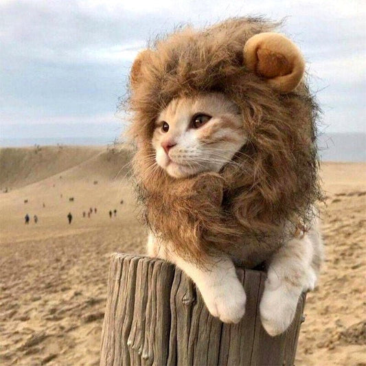 Cat Lion Mane Outfit